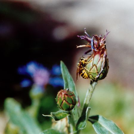 Bergflockenblume_2_quadrat.jpg